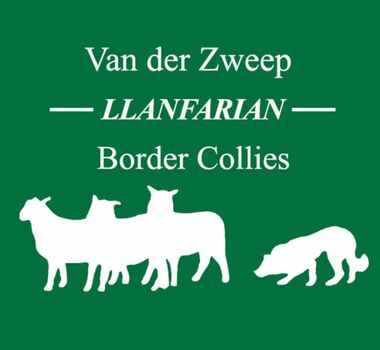 Llanfarian Border Collie Events - LLanfarian Events